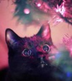 /album/fenykepgaleria/nagyszemuucicuu-jpg/